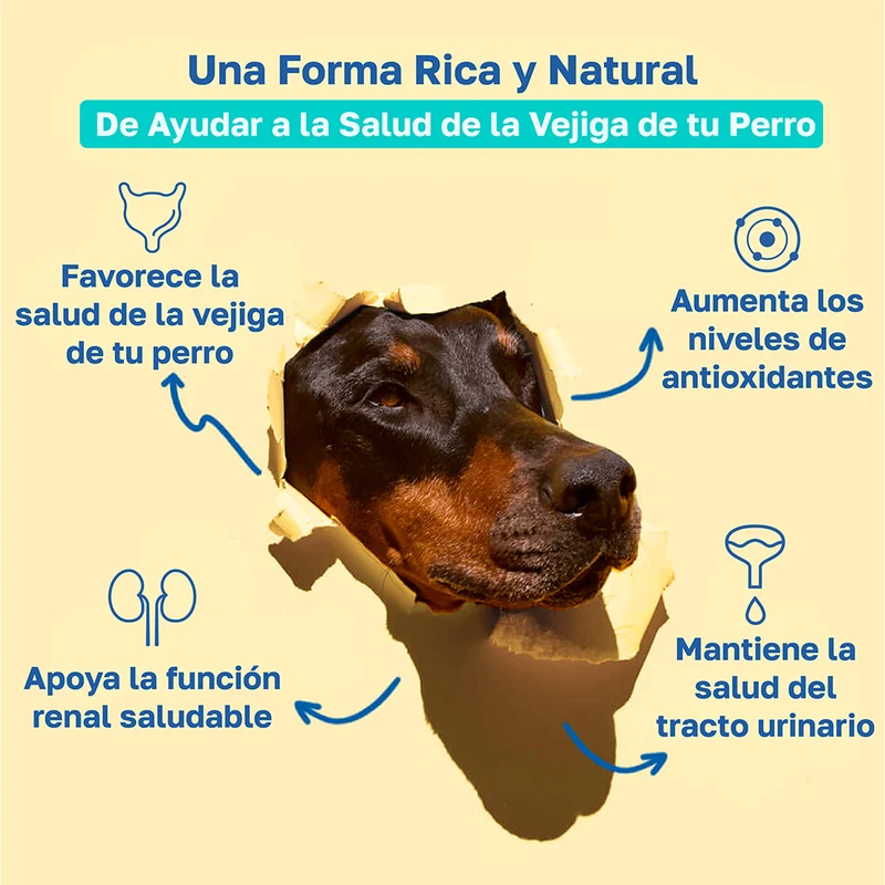 Beneficios de Happy Paws Bladder